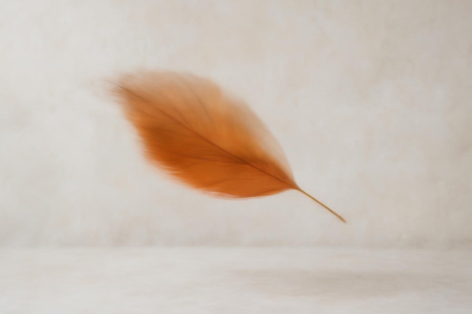 A long-exposure study of a single leaf blurred against a still background
