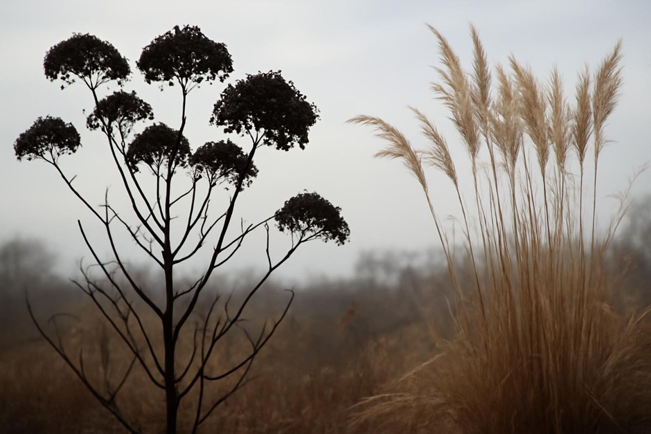 A winter silhouette of a hydrangea and ornamental grass seedheads